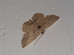 Isochromodes bellona