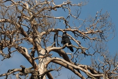 Corvus corax