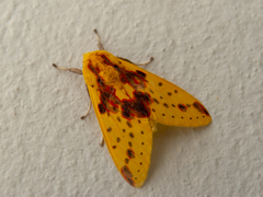 Symphlebia distincta