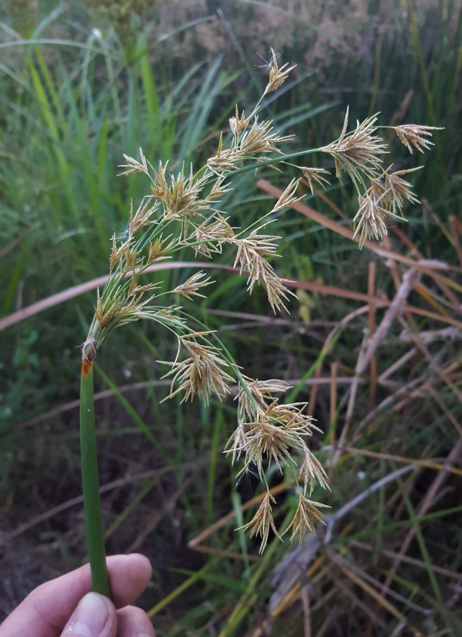 (c) François Rousseu, certains droits réservés (CC BY-NC) https://www.inaturalist.org/observations/96778975