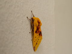 Symphlebia distincta