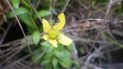 Saxifraga hirculus