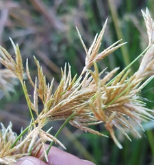Cyperus articulatus