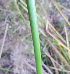 Cyperus articulatus