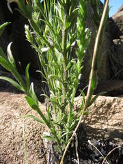 Striga bilabiata bilabiata