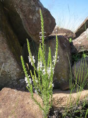 Striga bilabiata bilabiata