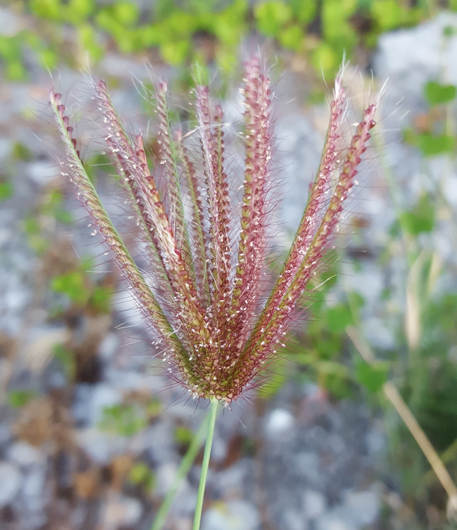 (c) François Rousseu, certains droits réservés (CC BY-NC) https://www.inaturalist.org/observations/96779032