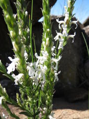 Striga bilabiata bilabiata