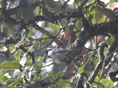 Periparus ater melanolophus