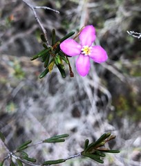 Boronia filifolia