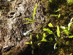 Periparus ater melanolophus