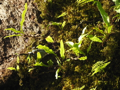 Periparus ater melanolophus