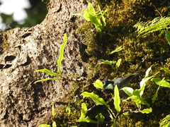 Periparus ater melanolophus