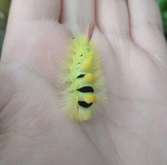 Calliteara pudibunda