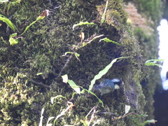 Periparus ater melanolophus