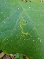 Liriomyza hypopolymnia