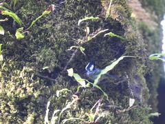 Periparus ater melanolophus