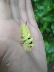 Calliteara pudibunda
