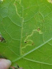 Liriomyza hypopolymnia