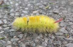 Calliteara pudibunda