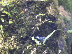 Periparus ater melanolophus