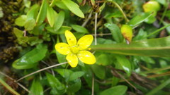 Saxifraga hirculus