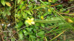 Saxifraga hirculus