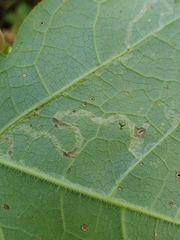Liriomyza hypopolymnia