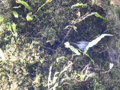 Periparus ater melanolophus