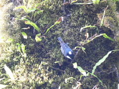 Periparus ater melanolophus