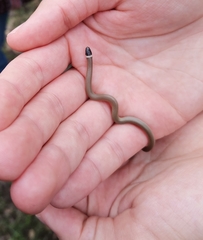 Tantilla
