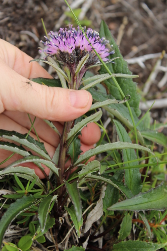 Image of Northern saw-wort by (c) nina_nesterova, some rights reserved (CC BY)