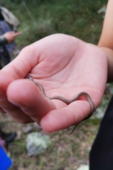 Tantilla