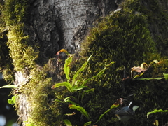 Periparus ater melanolophus