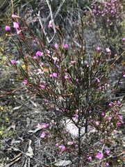 Boronia filifolia