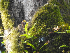 Periparus ater melanolophus