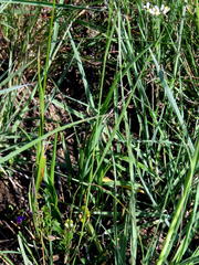 Melica decumbens