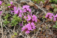 Thymus reverdattoanus
