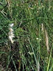 Melica decumbens