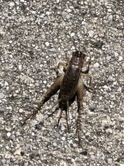 Loxoblemmus doenitzi