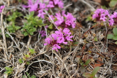 Thymus reverdattoanus