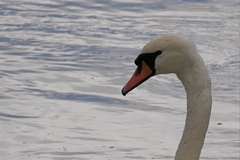 Cygnus olor