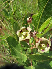 Pachycarpus dealbatus