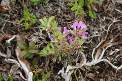 Thymus reverdattoanus