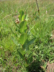 Pachycarpus dealbatus