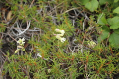 Silene paucifolia