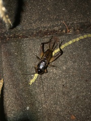 Teleogryllus emma