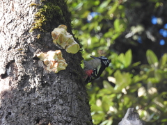 Dendrocopos himalayensis