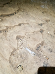 Orconectes pellucidus