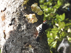 Dendrocopos himalayensis